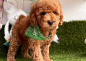 Safkan Toy Poodle Bebekler